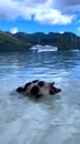 Affiche — ☀️Aujourd'hui c'est dimanche, et c'est un jour de récupération...je vous laisse en compagnie de Peggy qui se détend à la plage de Tahiamanu à Moorea... 🌈Bon dimanche à tous ! #BonDimanche #peggy #moo