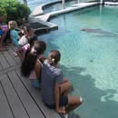 Affiche — La doyenne des dauphins de Moorea est morte